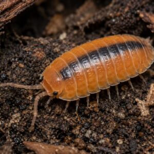 Porcellio laevis orange