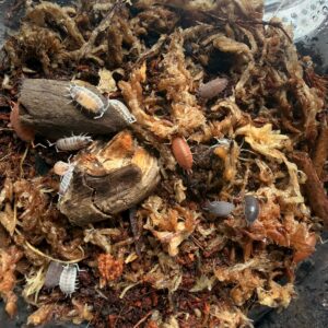 Porcellionides party mix 5 pc