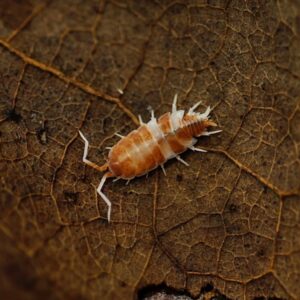 Porcellio laevis orange cream