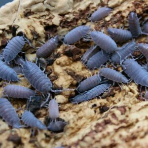 Porcellionides pruinosus 5 pc