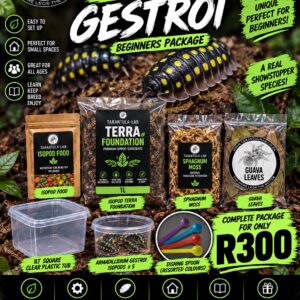 Armadillidium Gestroi beginners package