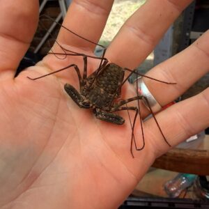 Tailless Whip Scorpion Adult