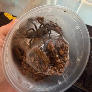 Australian Barking spider (Selenocosmia Crassipes) 5-7cm Juvenile