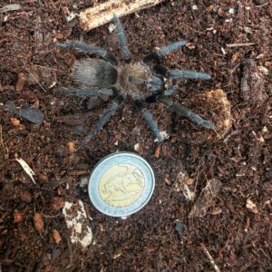 Peruvian Green (Ewok Pruriens) Female Juvenile 6-8cm