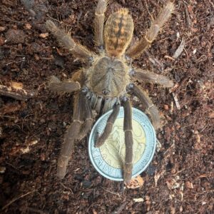 Chinese Giant Earth Tiger (Melopoeus Hainanus) Female juvenile 7-8cm