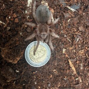 Brazilian Grey Smoke (Grammostola Alticeps) Unsexed juvenile 5cm
