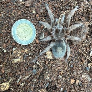 Brazilian Grey Smoke (Grammostola Alticeps) Unsexed juvenile 5-8cm