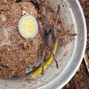 Chilobrachys sp cambodia blue unsexed juvenile 5-8cm