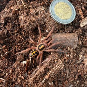 Columbian Pumpkin Patch (Hapalopus Formosus) (True Blood, not hobby form)