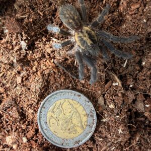 Tanzanian Chest Nut (Heterothele Vilosella) Mature female