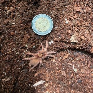 Trinidad Olive Gold form (Neoholothele Incei Gold) Sub-Adult Female