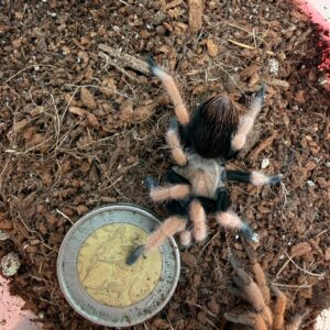 Mexican Blood Leg (Aphonopelma bicoloratum) Juvenile Female