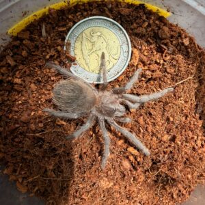 Brazilian Fire Red (Lasiodora Difficilis) Unsexed Juvenile