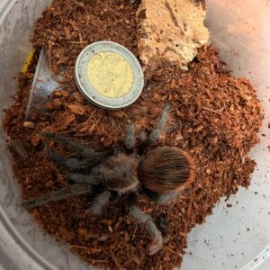 Guatemalan Red Rump (Tliltocatl Sabulosum) Unsexed Juvenile 7cm