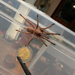 Dark earth tiger (Chilobrachys sp. "Kaeng Krachan") Unsexed Juvenile
