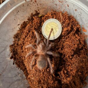 Brazilian Blue (Lasiocyano Sazimai) Unsexed Juvenile