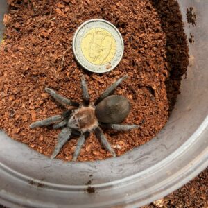Mexican Black Velvet (Grammostola Pulchra) Unsexed Juvenile