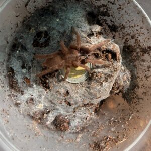 Chilobrachys sp cambodia blue Juvenile Female 9 cm