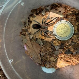 Golden Royalty Tarantula (Theraphosidae sp. "Dorado") Juvenile Unsexed