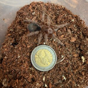 Brazilian Greysmoke (Grammostola Alticeps) Juvenile Female