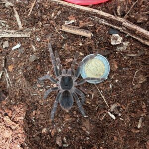 Rusty Brown Bird Eater (Acanthoscurria cordubensis) Unsexed Juvenile