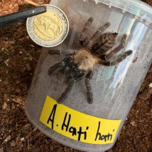 Purple Earth Tiger (Cyriopagopus sp. Hati Hati) Unsexed Juvenile