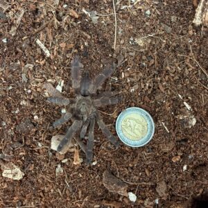 Copper Tree Spider (Tapinauchenius Cupreus) Sub adult female