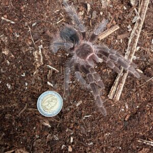 Scarlet Bird Eater(Lasiodora Klugi) Unsexed Juvenile
