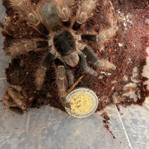 Brazilian red (Nhandu Carapoensis) Unsexed Juvenile