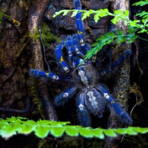 Gooty Sapphire Ornamental (Poecilotheria Metallica) 2-3cm