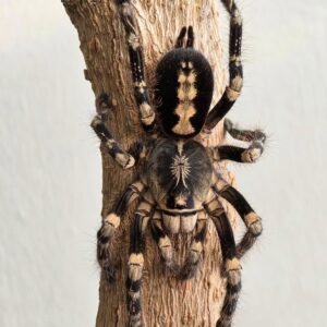 Ivory Lowland Ornamental (Poecilotheria Subfusca Lowland) 2-3cm