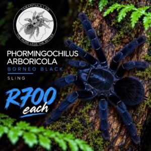 Borneo Black Tarantula (Phormingochilus Arboricola) 1-3cm