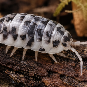 Dairy cow isopod 5 piece