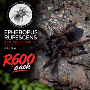 Red Skeleton Leg (Ephebopus Rufescens) 1-3cm