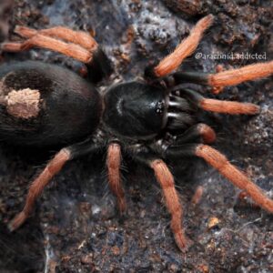 Dwarf Pink Leg (Kochiana Brunnipes) adult females