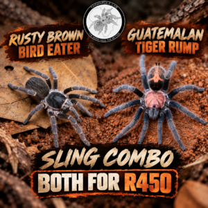 Rusty & Red Rump Combo