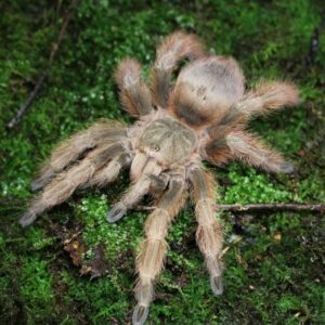 Brazilian Giant Blonde (Nhandu Tripepii) slings