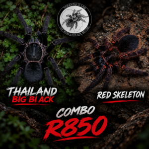Thailand Big Black & Red Skeleton Combo