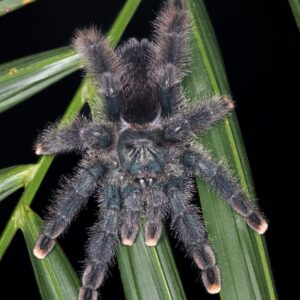 Guyana Pinktoe Tarantula (Avicularia Avicularia)