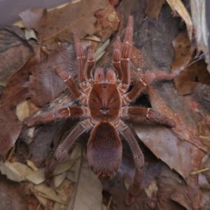 King Baboon (Pelinobius muticus) slings 1-2cm